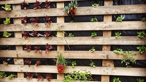 Giardino verticale in legno con diverse piante e un vaso rosso appeso.