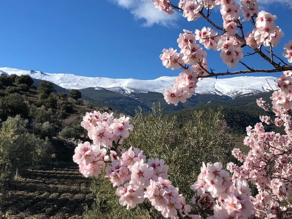 Ett landskap med snöklädda berg och blommande, rosa blommor i förgrunden.