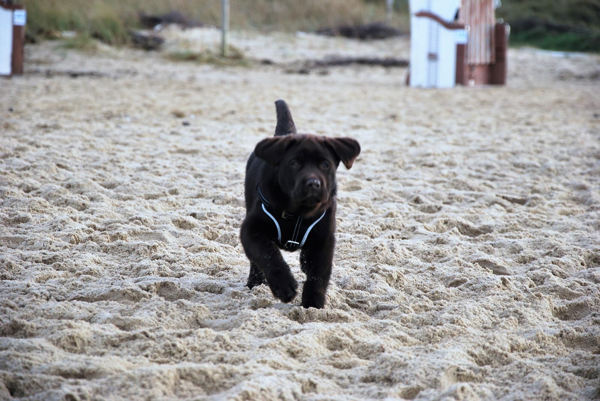 A black dog running on a sandy beach.