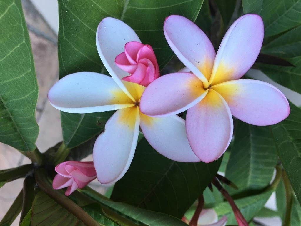 Een close-up van een plant met brede groene bladeren en een bloemenhoofd met witte bloemblaadjes en gele hartjes.
