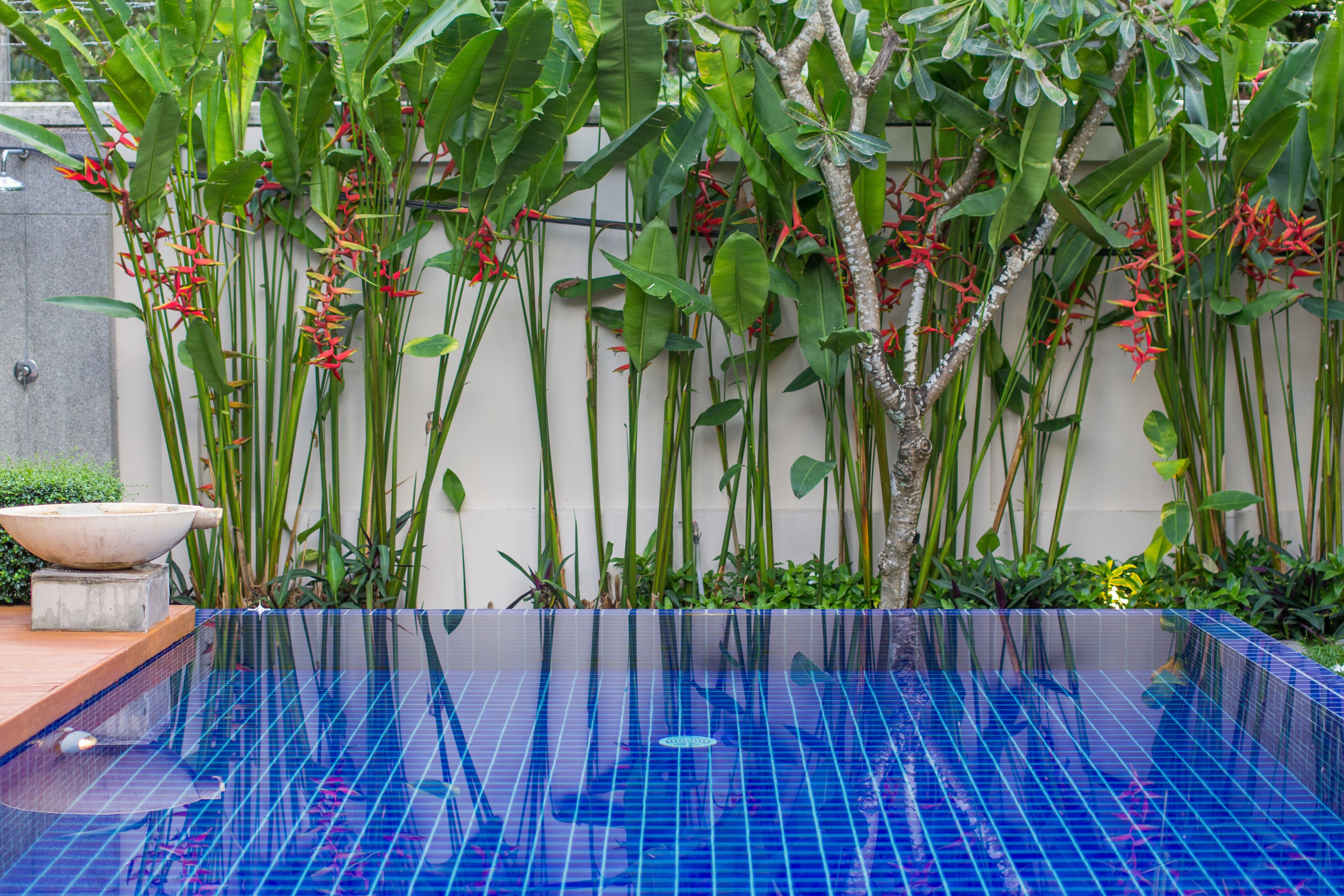 A clear blue swimming pool with a tiled edge, surrounded by lush green plants and a concrete structure.