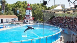 Un delfín realizando trucos en una piscina, con un público de fondo.
