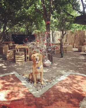 Un chien est assis sur une zone pavée de briques, et en arrière-plan, on aperçoit un arbre décoré d'ornements rouges.