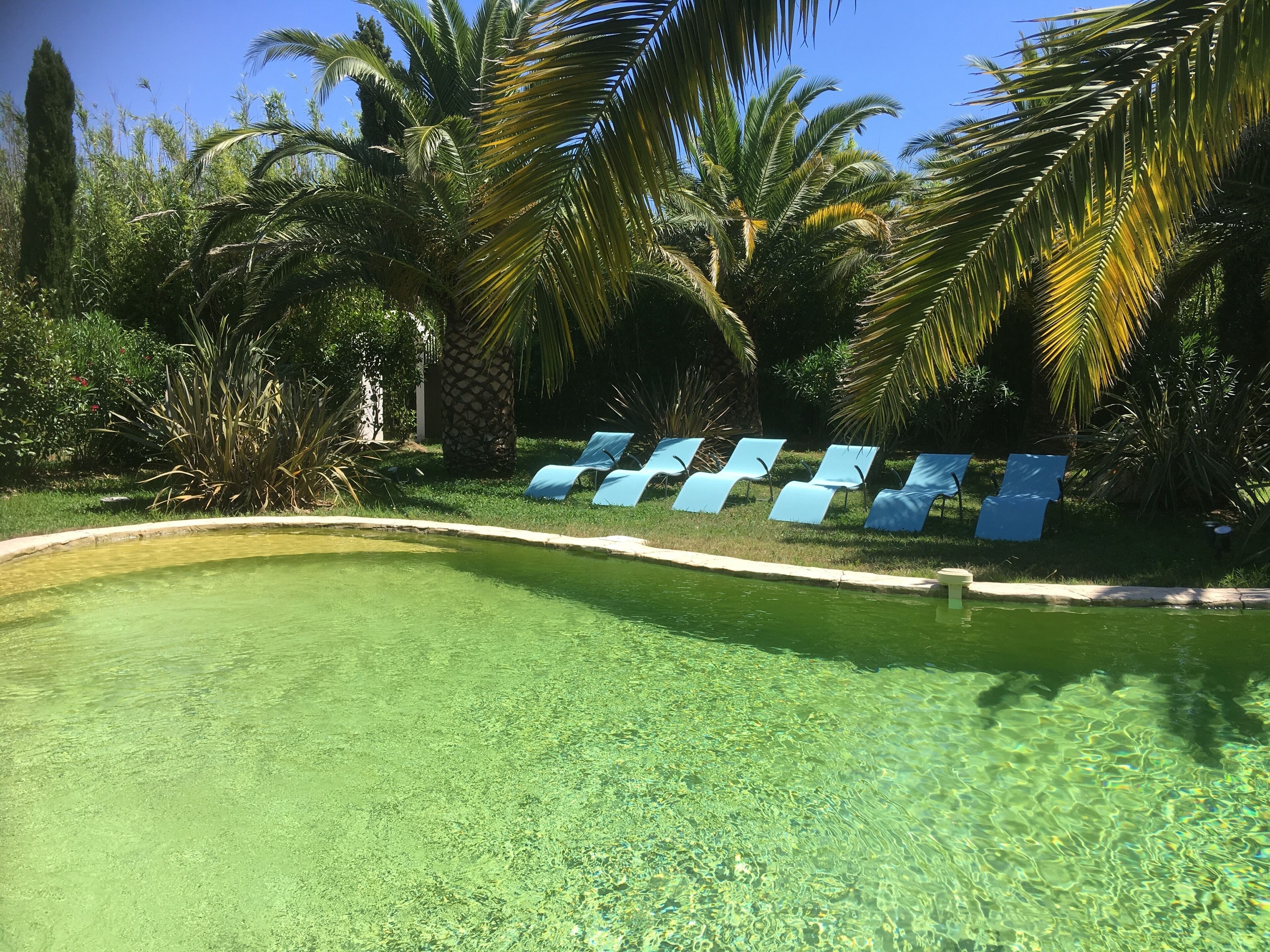 Ein klares Schwimmbecken mit blauen Liegestühlen und Palmen.