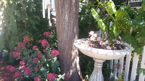 A garden with a bird bath, pink flowers, and a white picket fence.