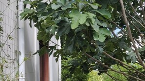 Un estrecho sendero de ladrillo bordeado por abundante vegetación y un edificio blanco con una ventana.