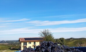 A vineyard with a building in the background. - Al Tirabusòn Countryhouse (Nizza Monferrato)
