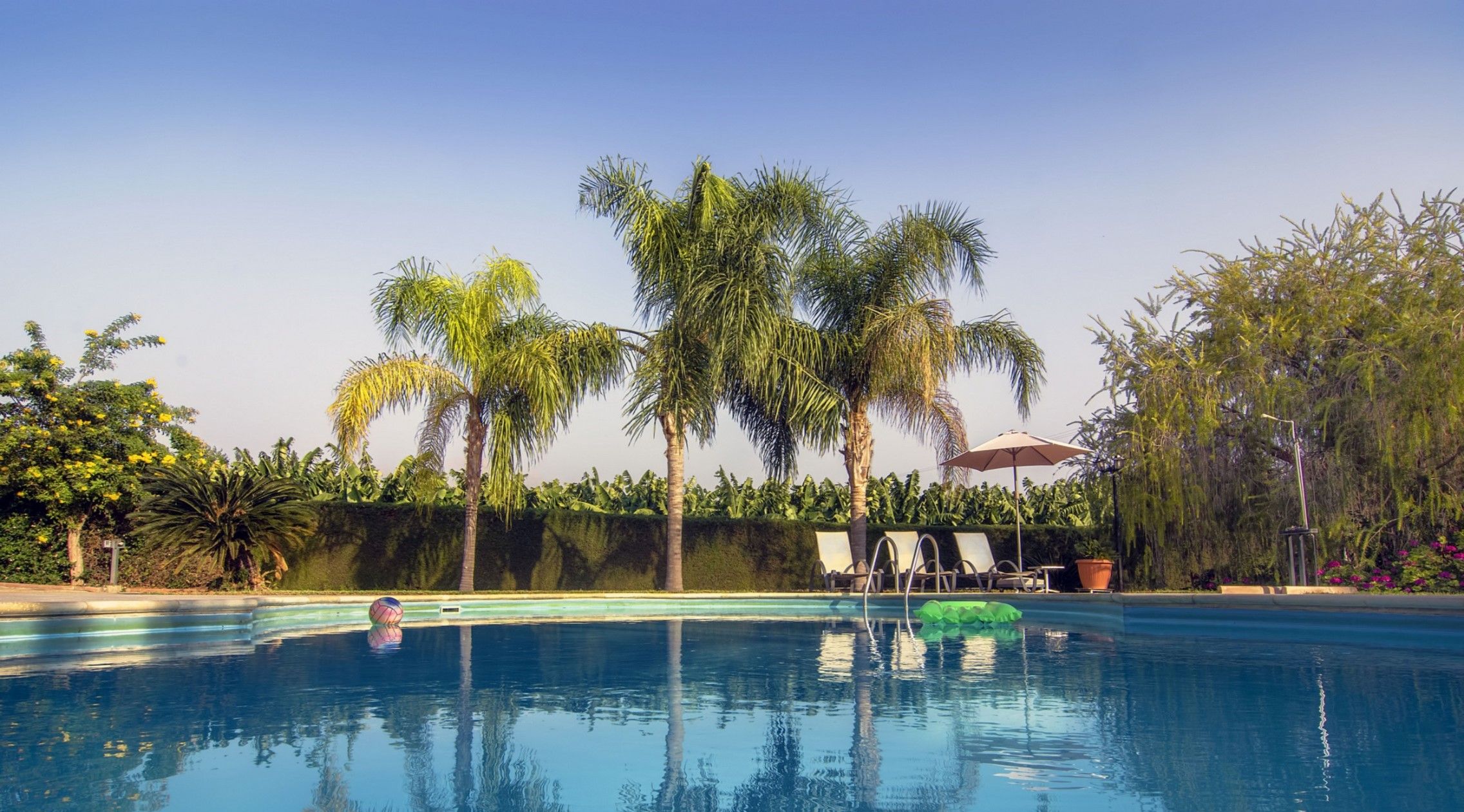 A clear swimming pool with lounge chairs and umbrellas, surrounded by palm trees and greenery.