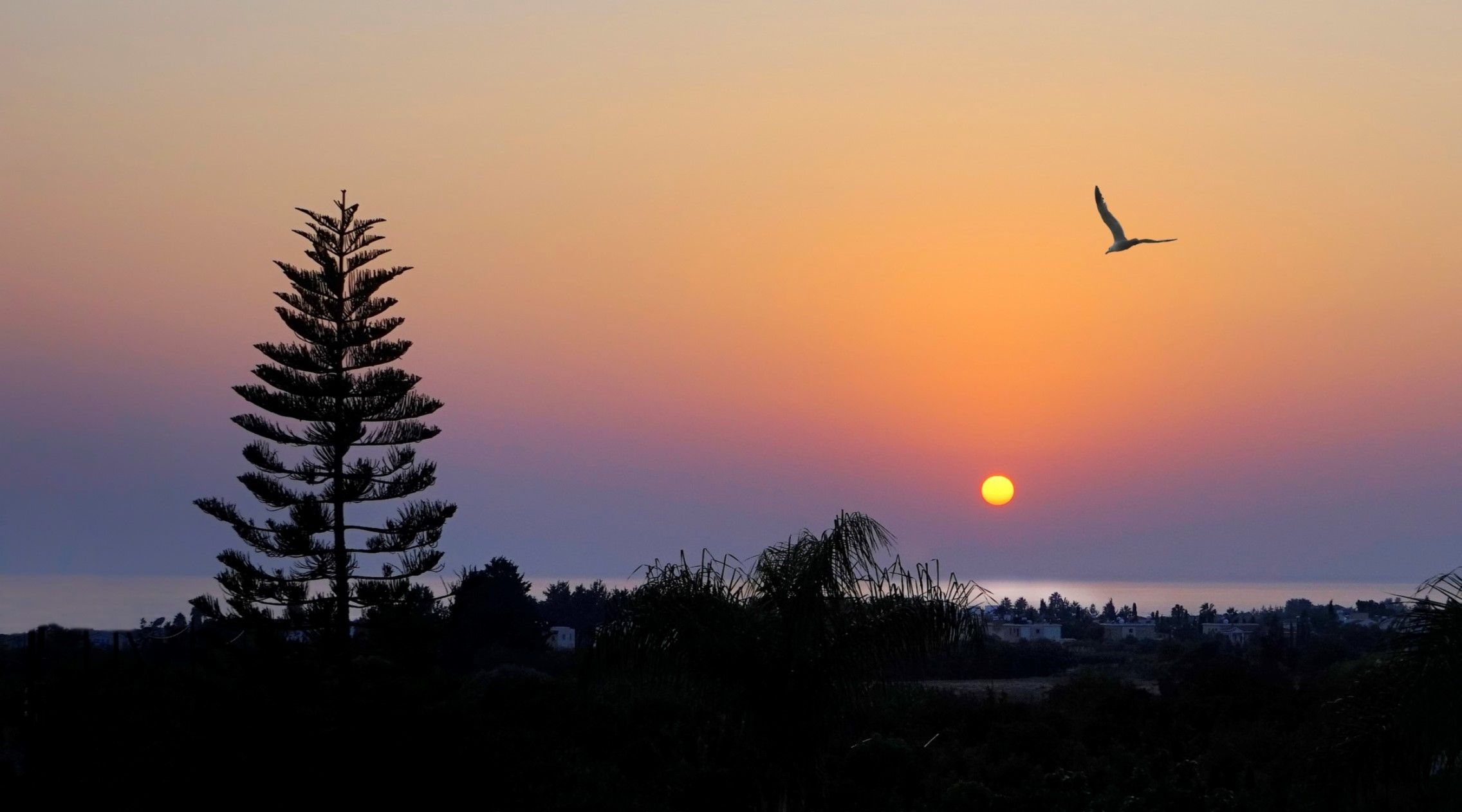 Um pôr do sol com o perfil de uma árvore e um pássaro em voo, e o texto "CoralSun Villas".