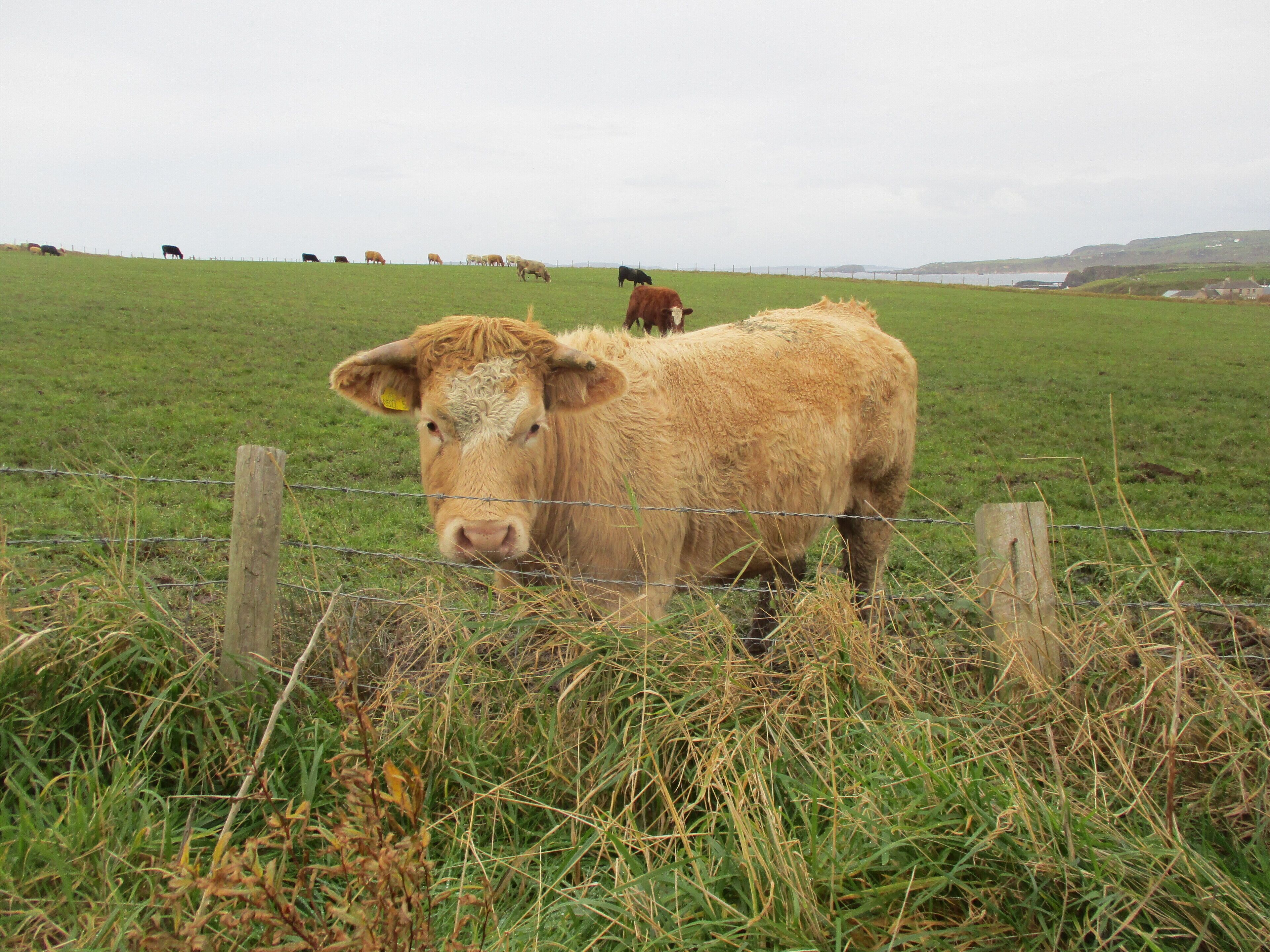 Une vache se tient dans un champ herbeux, avec une clôture en fil de fer barbelé au premier plan.