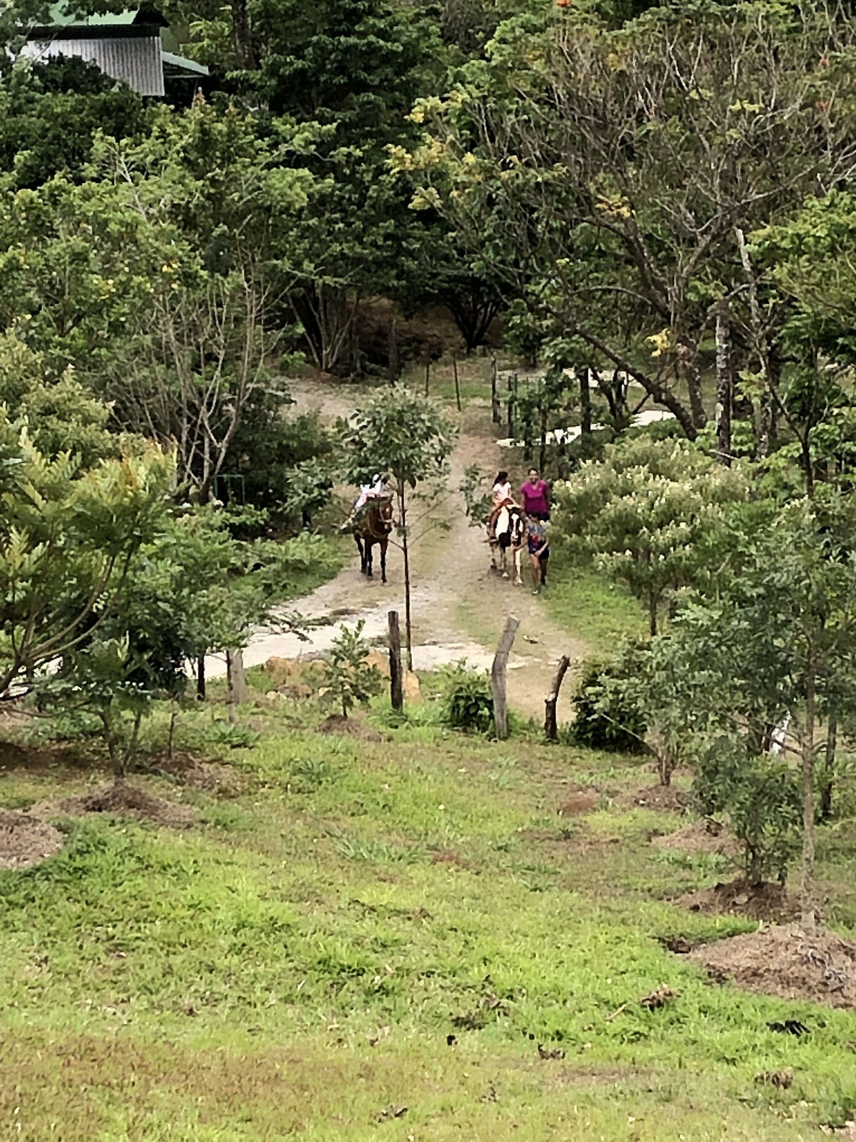 A rural path with a horse and riders, surrounded by greenery and trees.