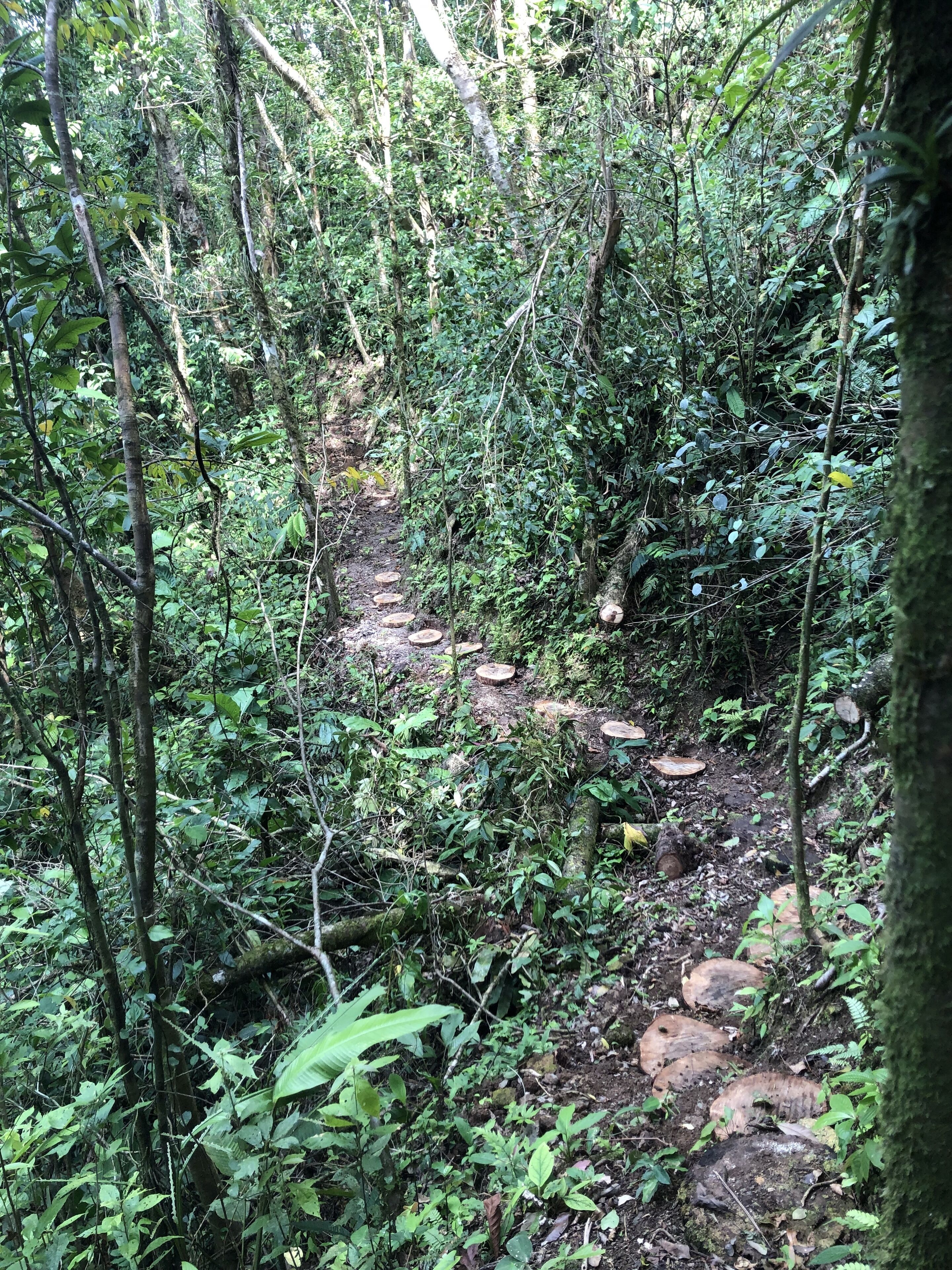 A forested area with a dirt path.