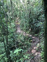 Un área boscosa con un sendero de tierra.