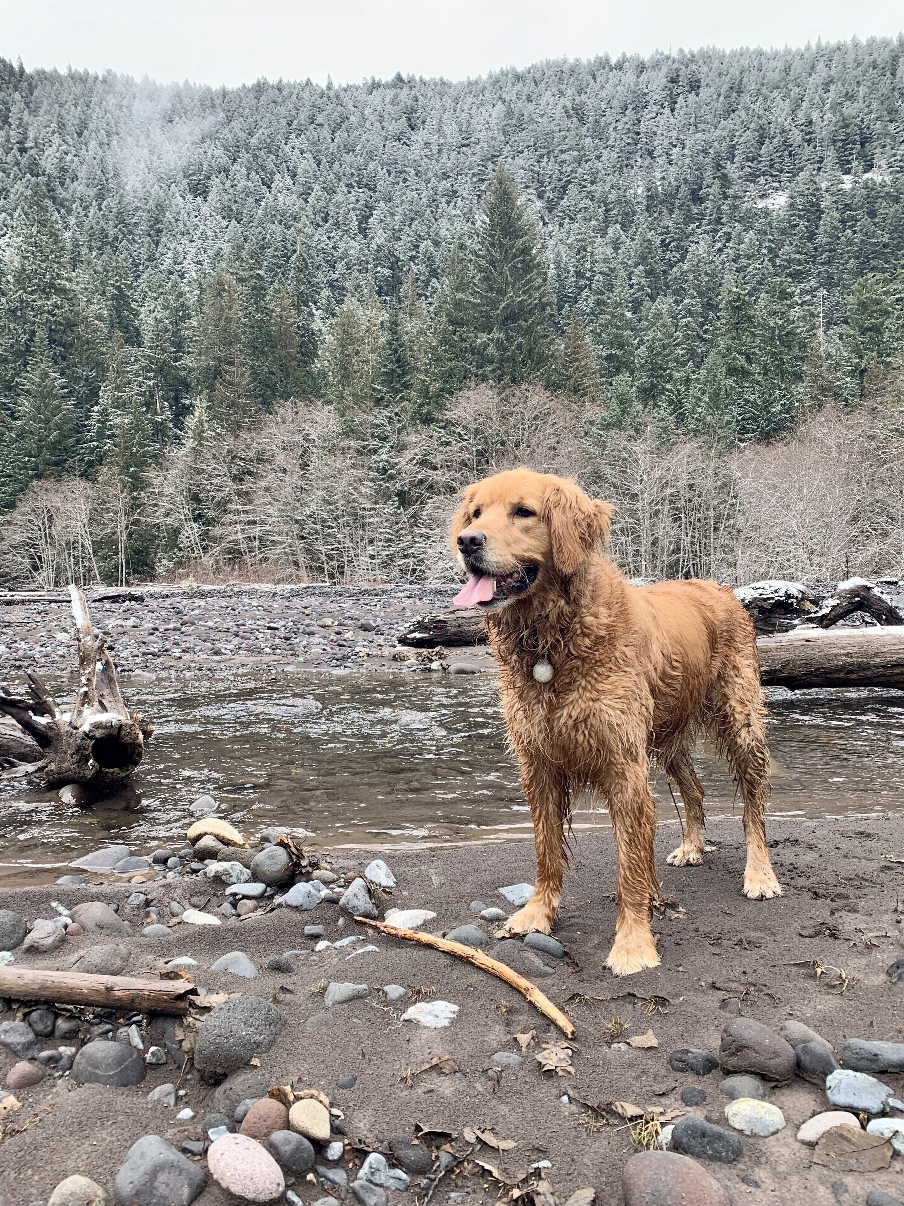 A dog standing on a rocky riverbank with a forested hillside in the background.