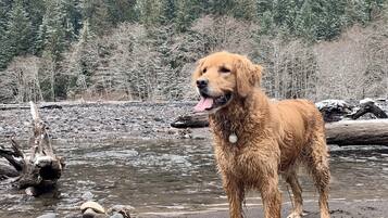 A dog standing on a rocky riverbank with a forested hillside in the background.