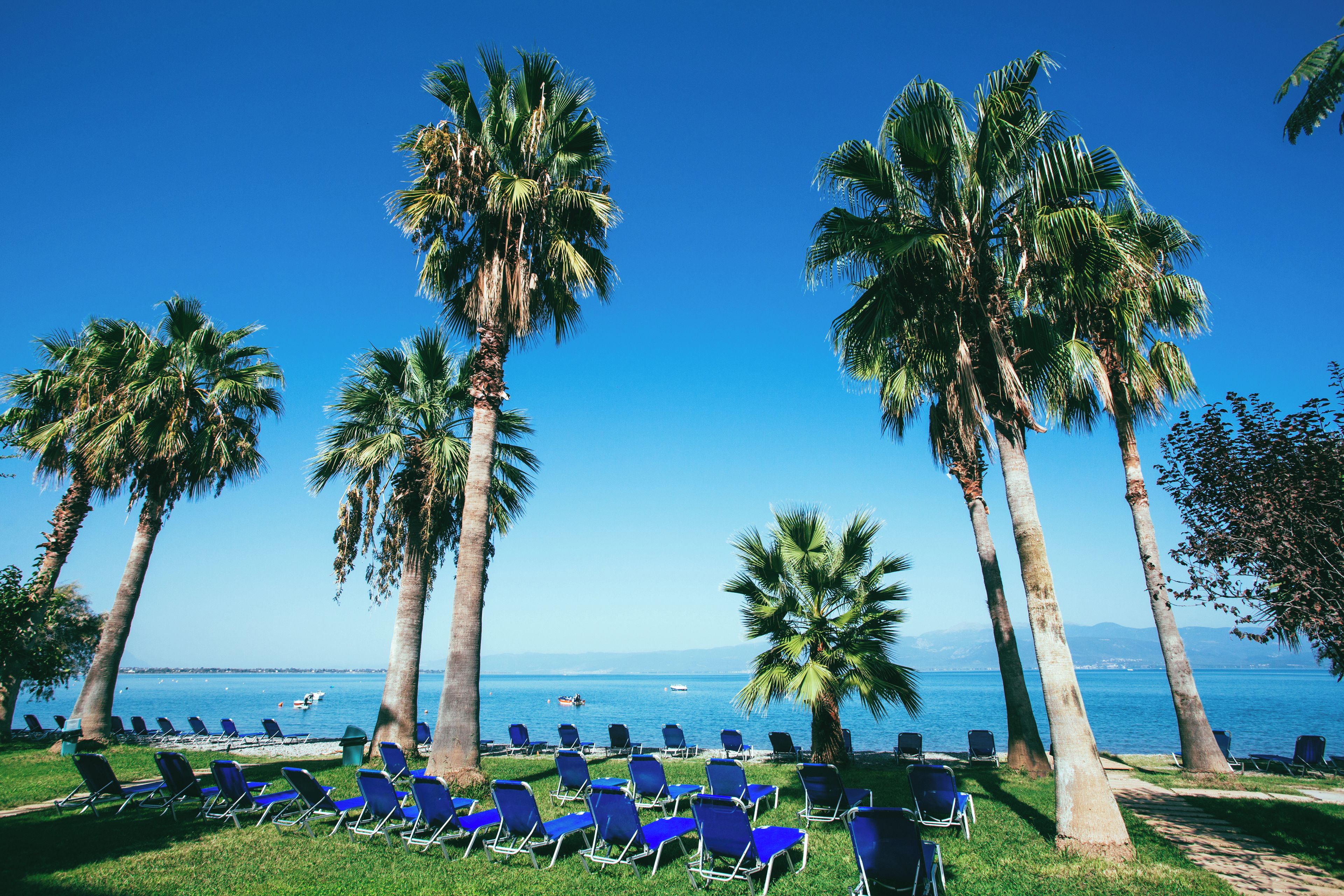 A beachside lounge with rows of blue lounge chairs and tall palm trees under a clear blue sky.