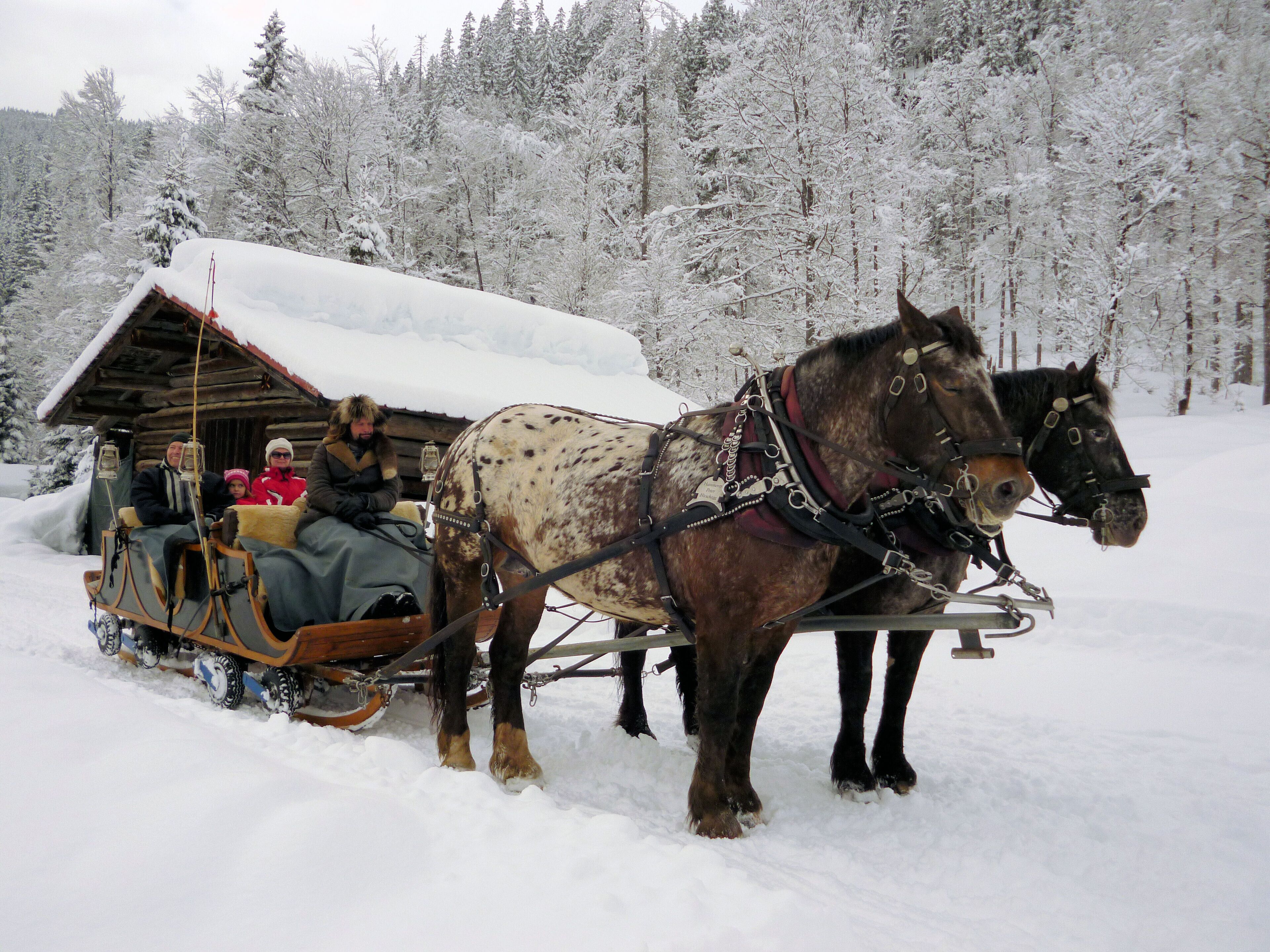 A horse-drawn sleigh with passengers in a snowy forest.