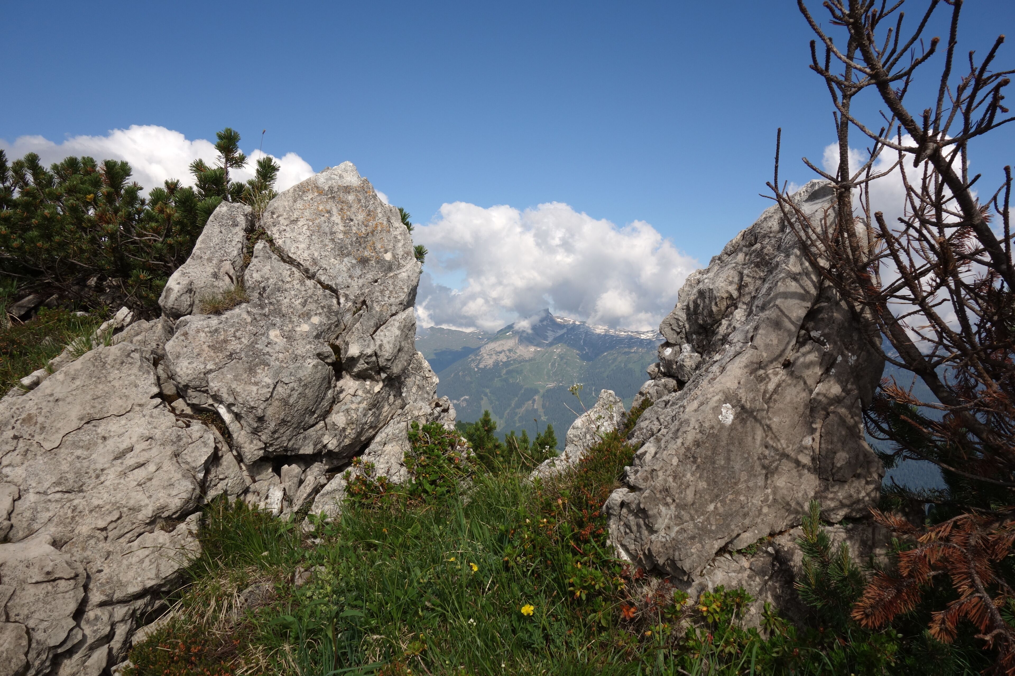 A mountainous landscape with rocky outcrops and pine trees.