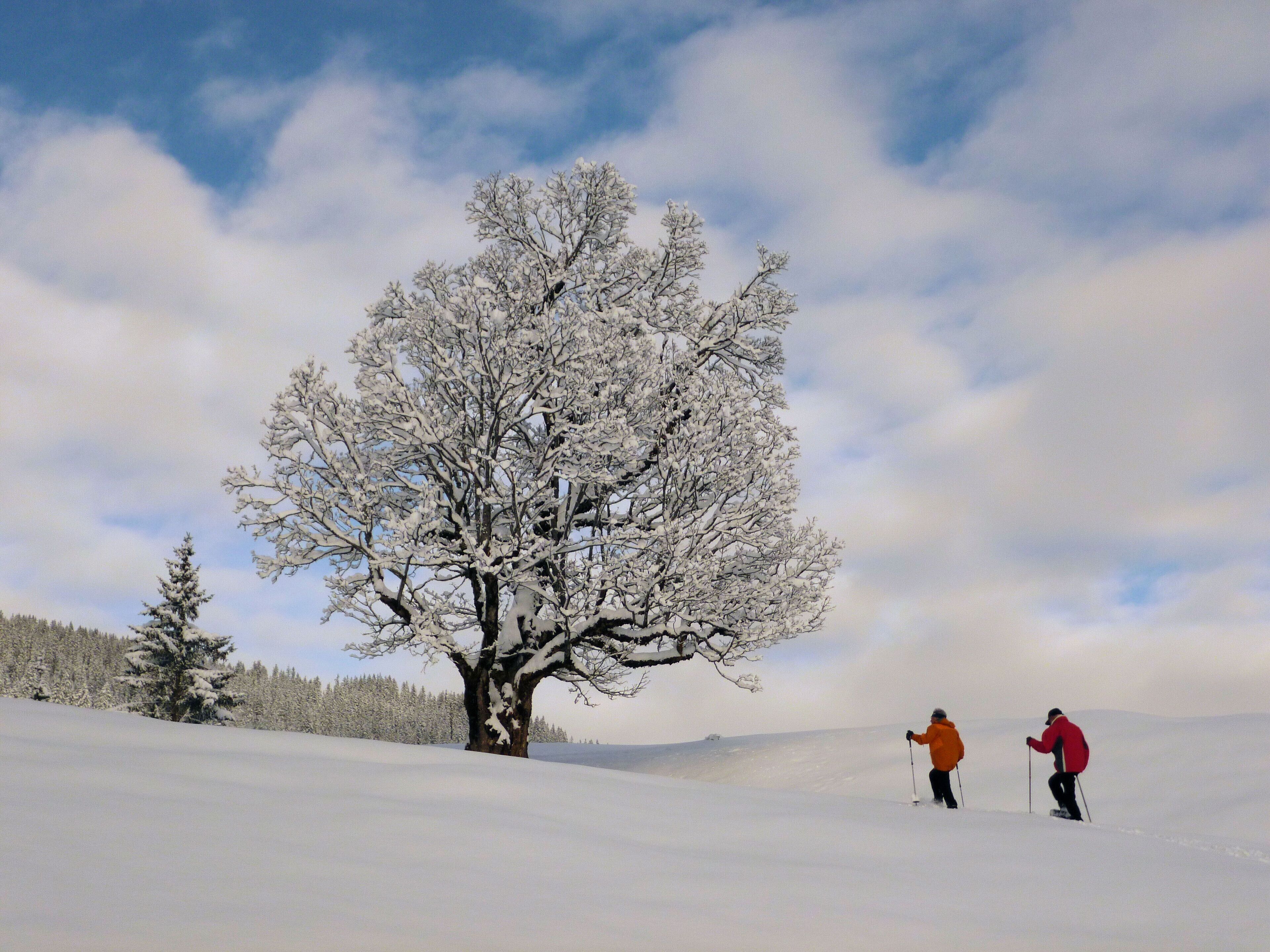 A snow-covered landscape with a large tree and two people skiing.