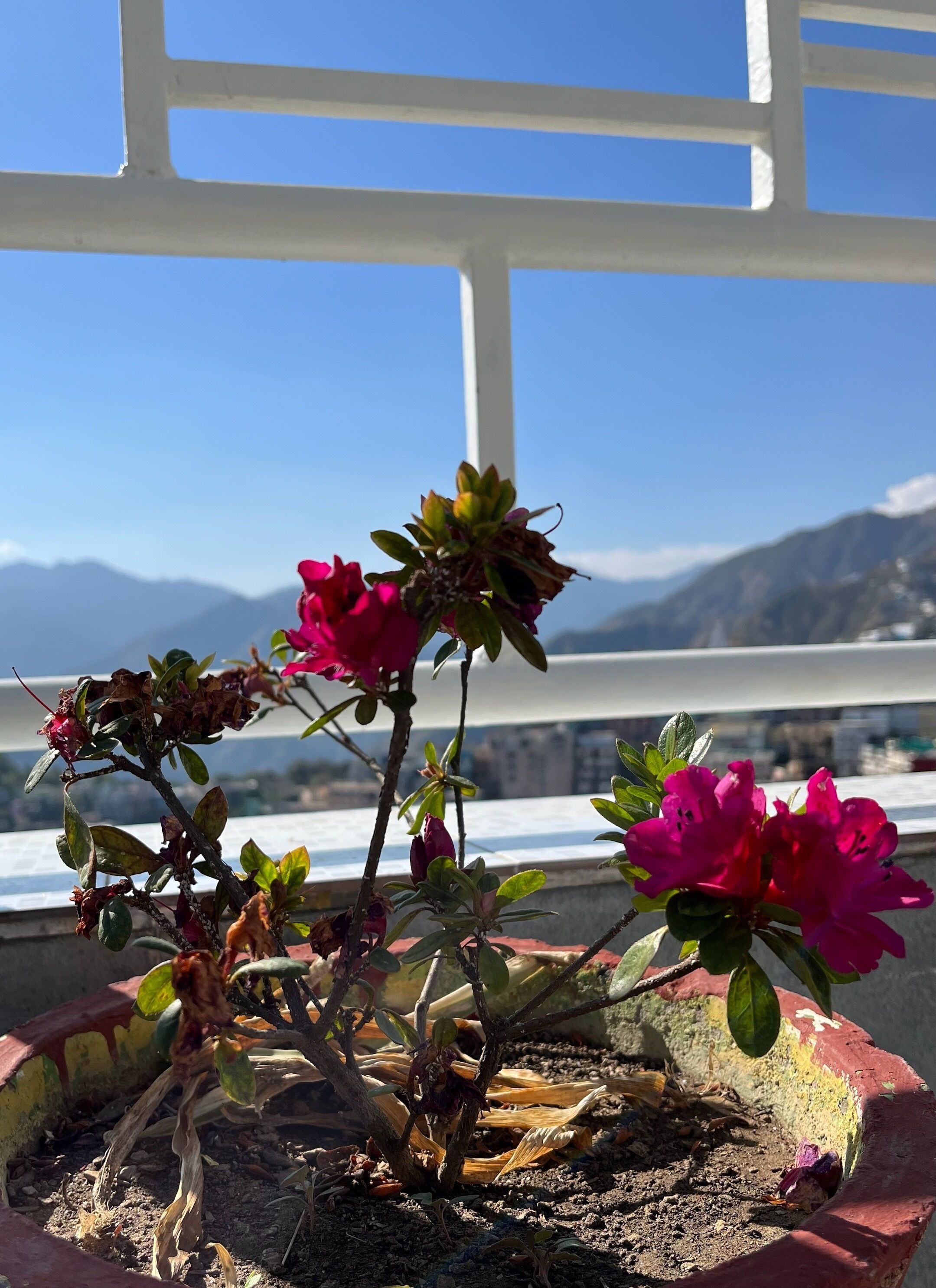 A potted plant with pink flowers on a balcony with a view of mountains.