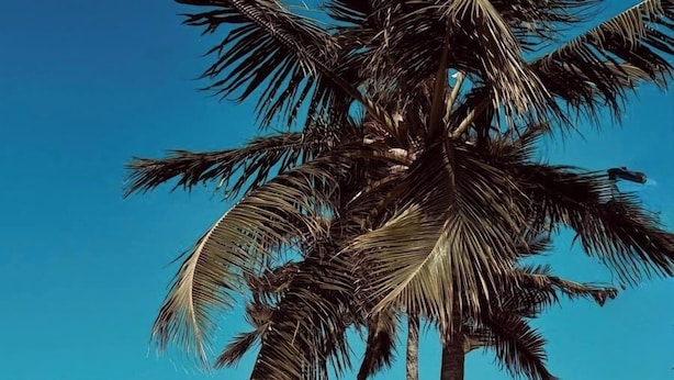 Un área de piscina con palmeras, sillas de descanso y un edificio moderno con ventanales arqueados.