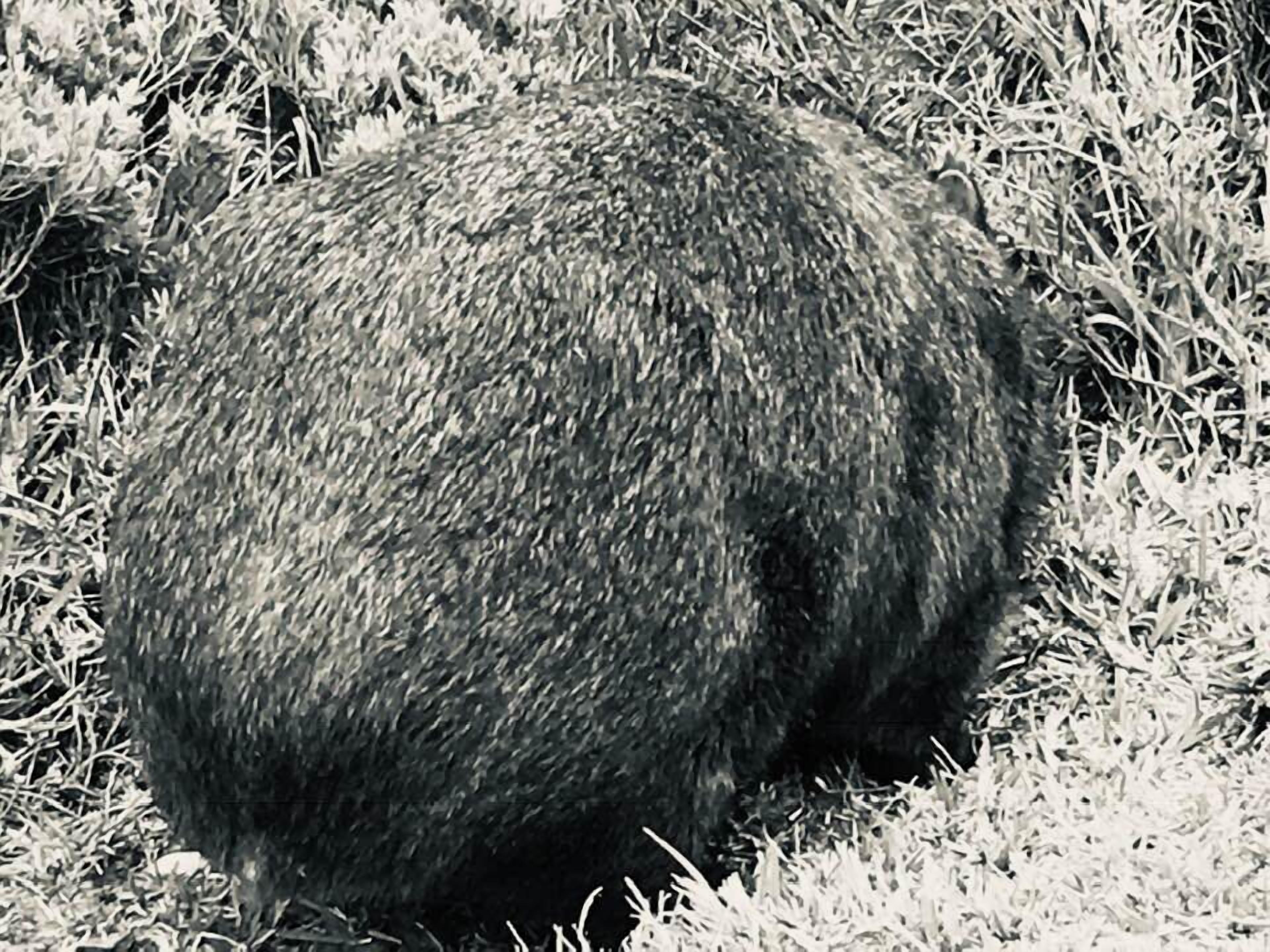 A spherical object with a textured surface, surrounded by grass.