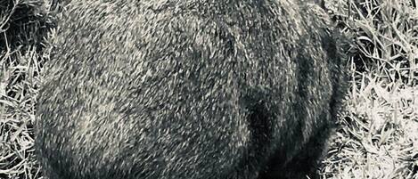 A spherical object with a textured surface, surrounded by grass.