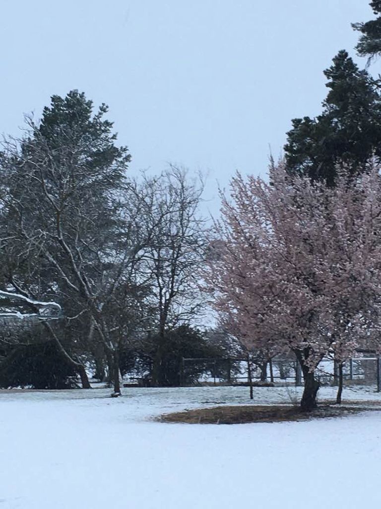 A snow-covered park with trees and a fenced area.