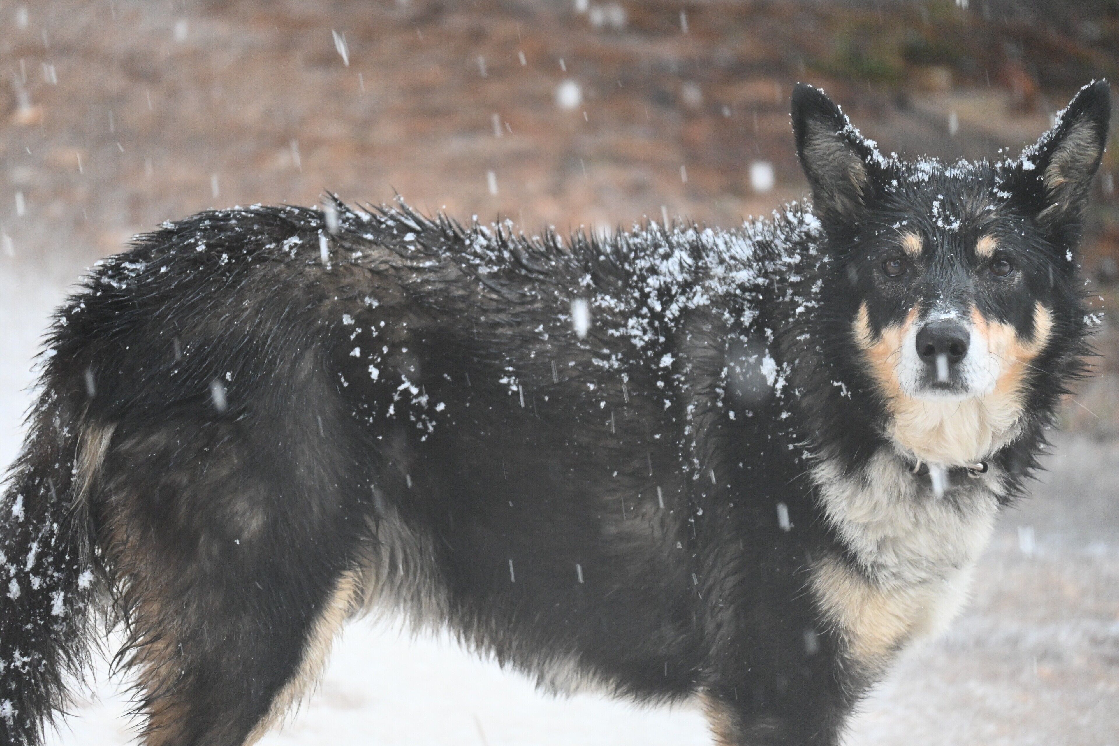 A dog standing in the snow.