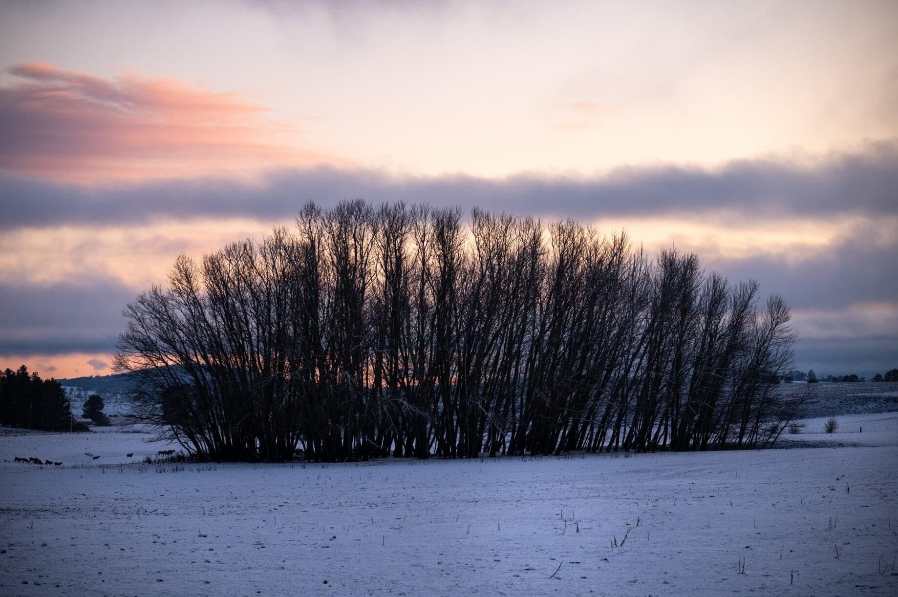 Un campo cubierto de nieve con un grupo de árboles sin hojas al fondo.