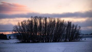 Un campo cubierto de nieve con un grupo de árboles sin hojas al fondo.