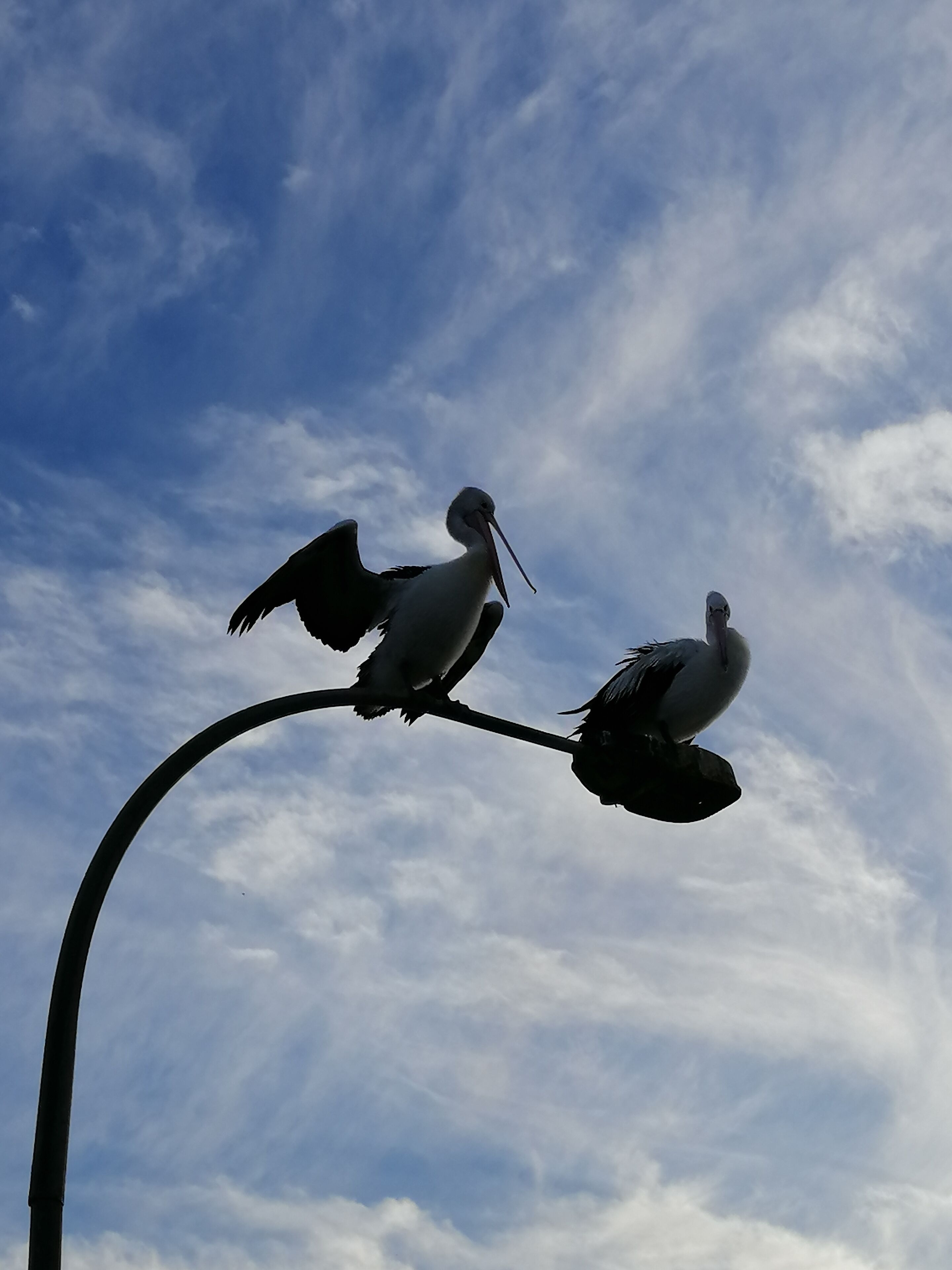 Dois flamingos empoleirados numa estrutura curva sob um céu nublado.