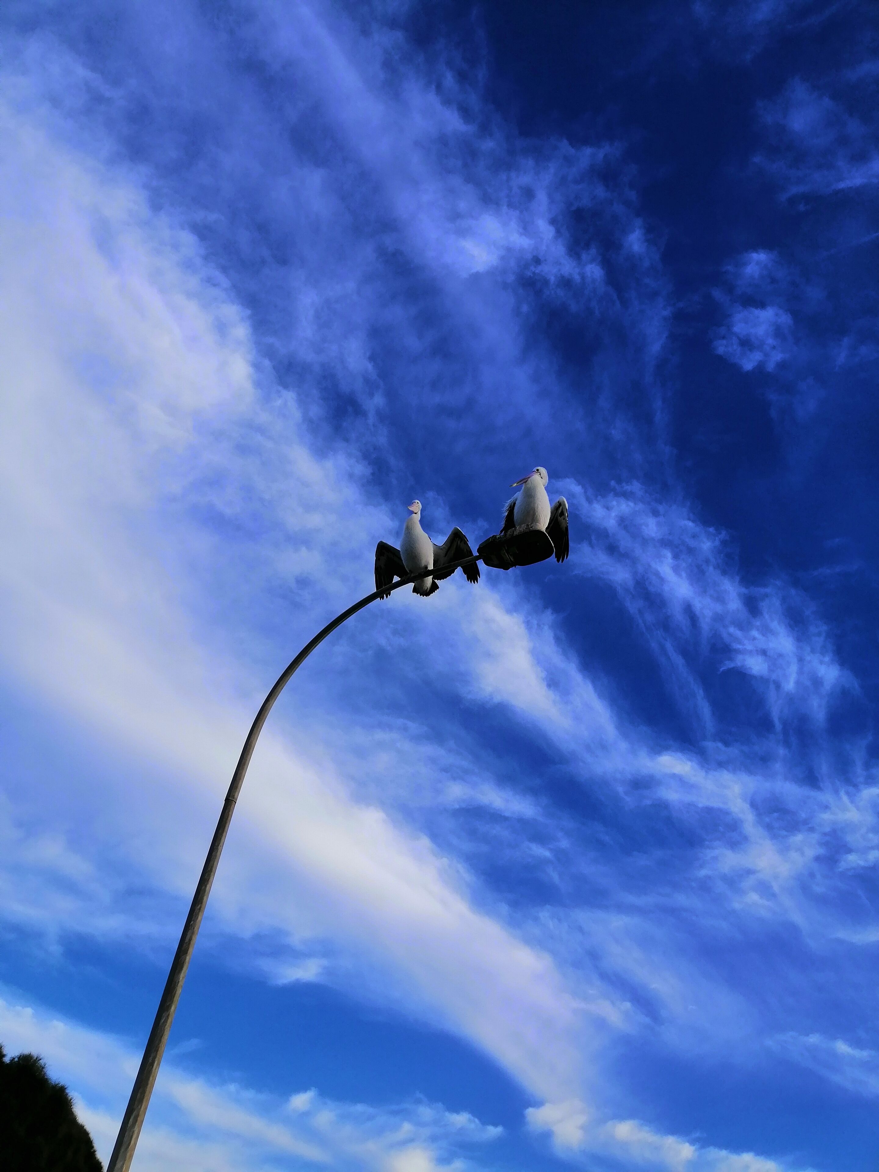 Two birds perched on a curved structure against a blue sky with clouds.