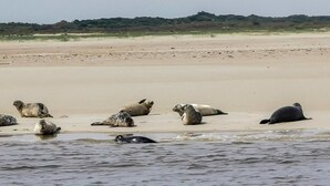 A beach with several seals resting on the sand.