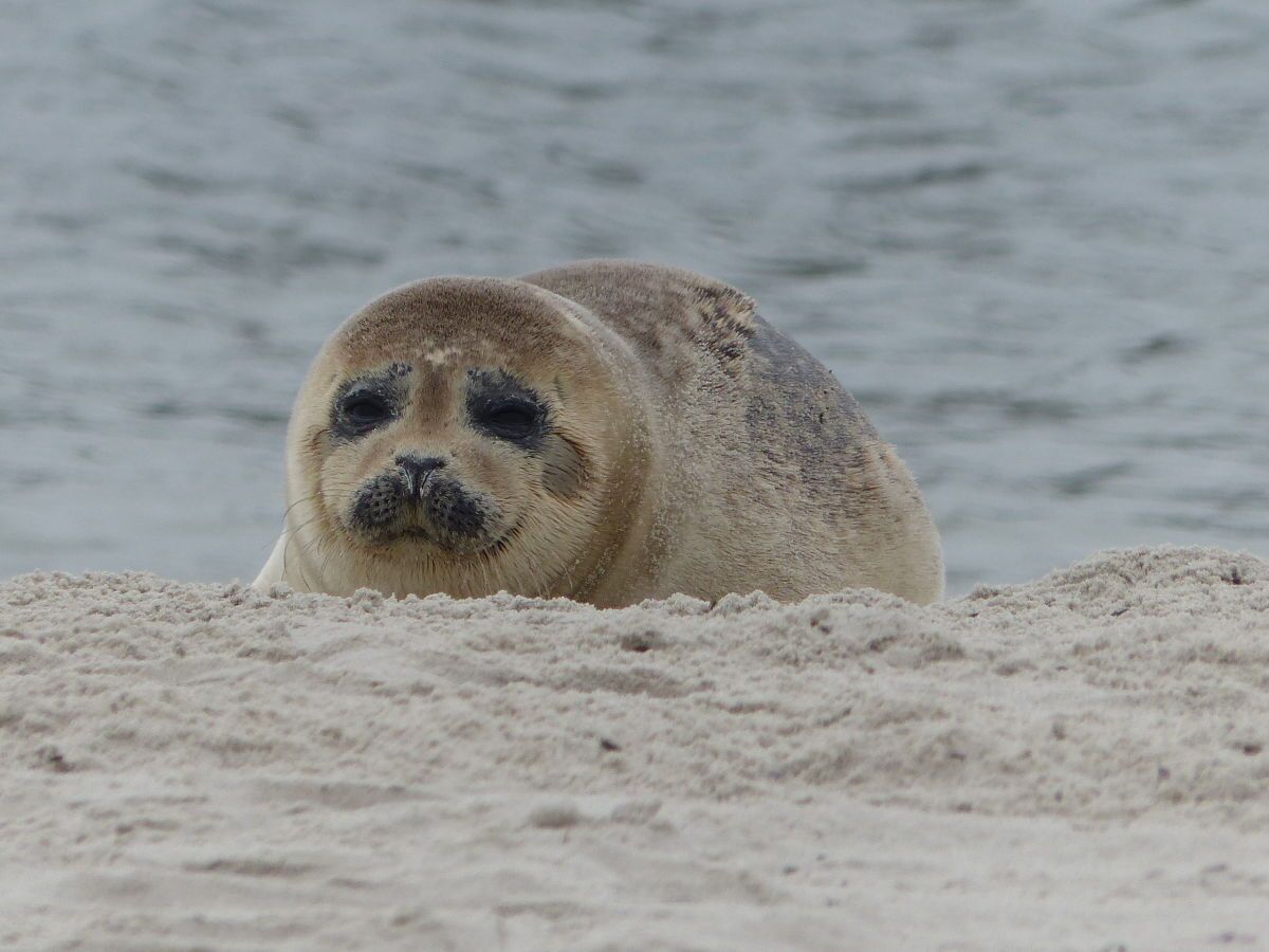 A seal resting on a sandy beach with calm water in the background.