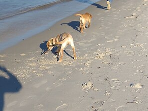 Sun-loungers, beach towels