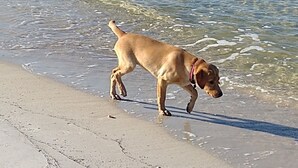 Ein Hund läuft am sandigen Strand in der Nähe des Wassers.