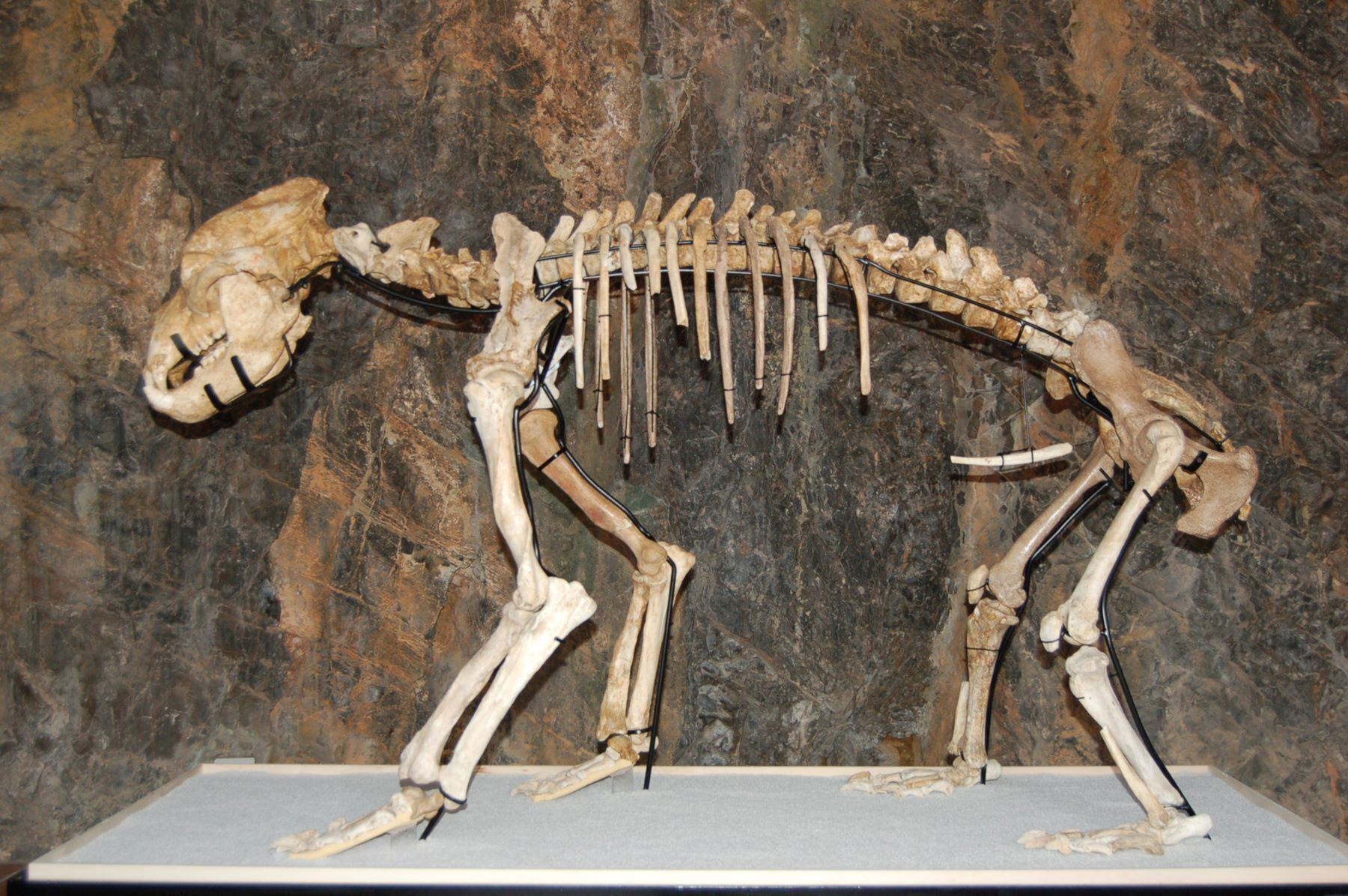 Ett dinosaurieskelett monterat på ett stativ, med en stenmur som bakgrund.