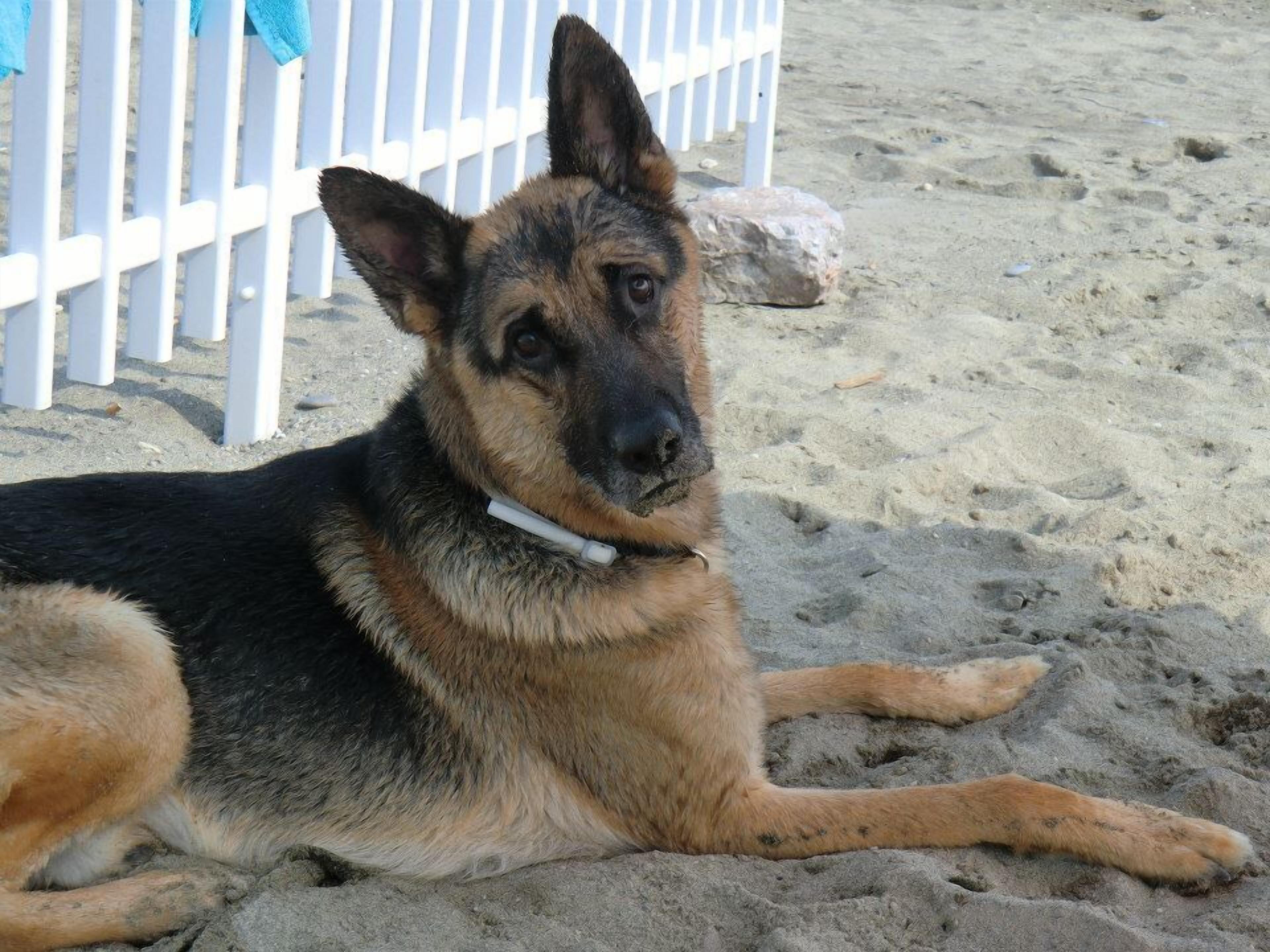 A German Shepherd lying on sandy ground with a white fence in the background.