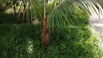 Jardim