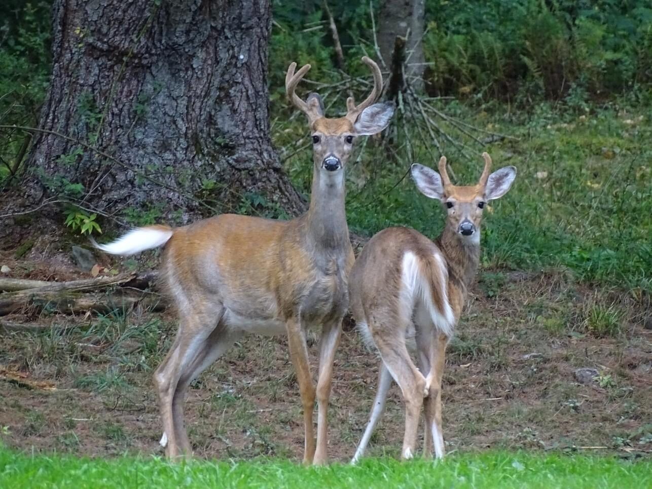 Two deer standing in a grassy area with trees in the background.