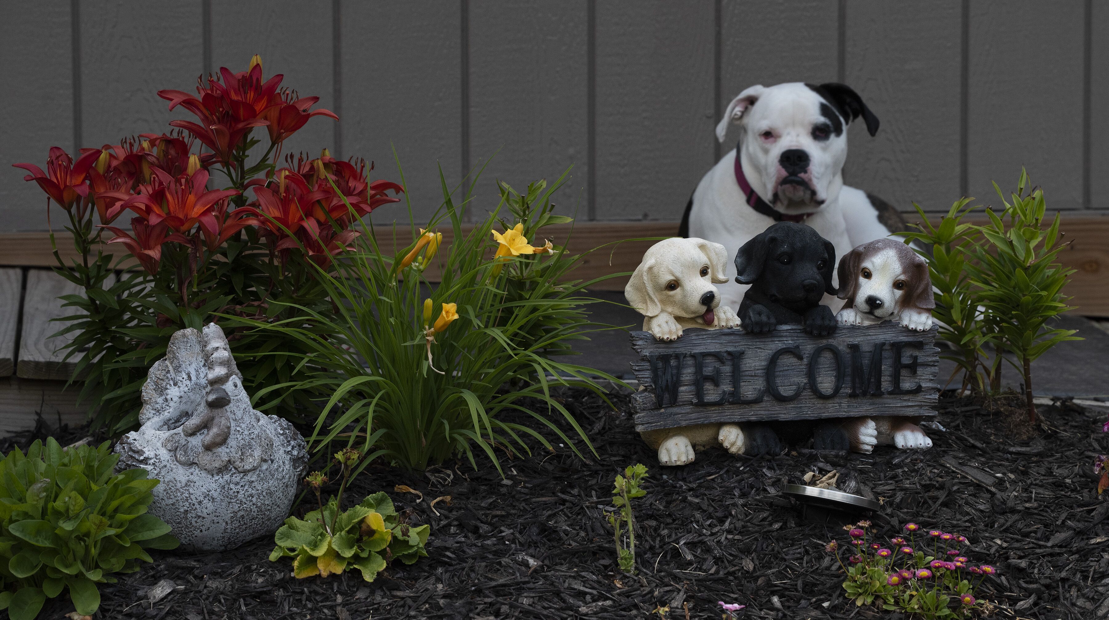 Um jardim com uma placa de boas-vindas, diversas plantas e três estatuetas de cães.