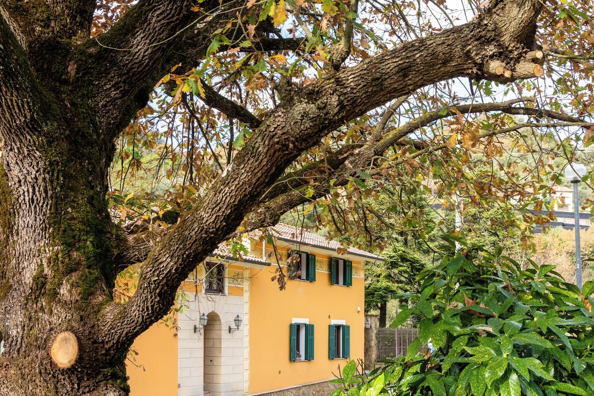 Un arbre doté d’un tronc imposant et de branches qui s’étendent au-dessus d’un bâtiment à la façade jaune et aux volets verts.