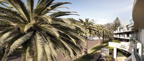 A modern building with a curved facade, palm trees lining the street, and a clear sky.