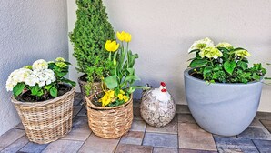 Variedad de plantas en macetas dispuestas sobre un patio con suelo de baldosas, junto a una pared.