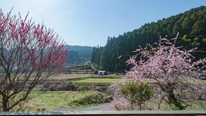 A scenic view of a rural landscape with cherry blossoms, a small house, and terraced fields. - Ukiha Kojio no Akari (Ukiha)