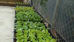A series of raised garden beds with leafy green plants, likely for growing vegetables or herbs, enclosed by a chain-link fence. - Read Nice House (Wujie)