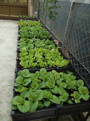 Beautifully tended garden beds feature lush greenery and a metal frame.