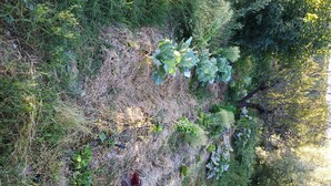 A garden with various plants and a tree. - Casa Guarrios, well tailor. Number 7 (Moratalla)
