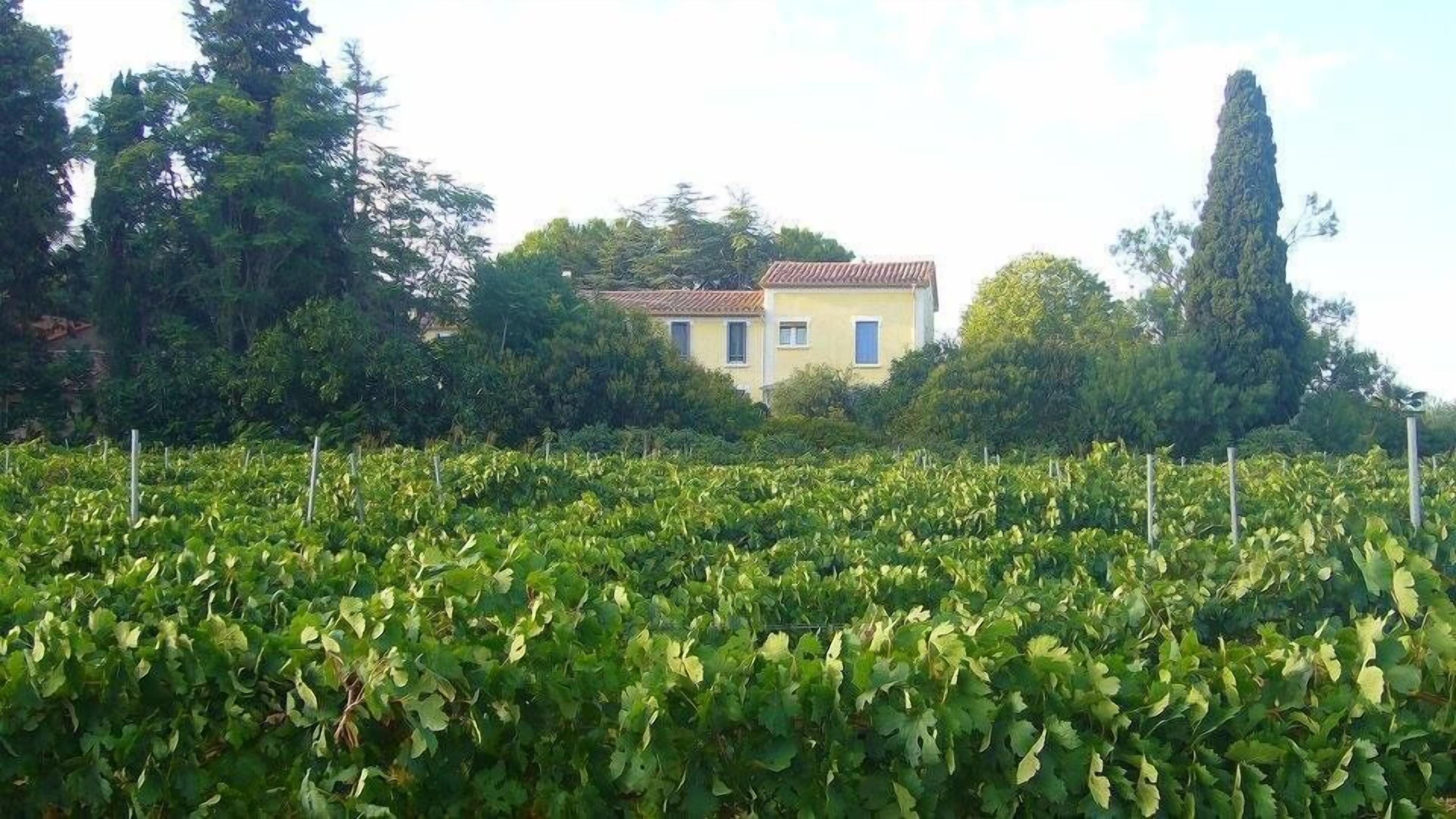 A vineyard with rows of grapevines and a yellow building in the background.